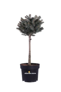 Abete - Picea Pungens Globosa Alberello v27 egarden.store online