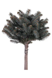Abete - Picea Pungens Globosa Alberello v27 egarden.store online