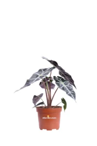 Alocasia Polly v12 egarden.store online