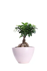 Bonsai Ficus Ginseng 250 gr Ceramica v17 egarden.store online