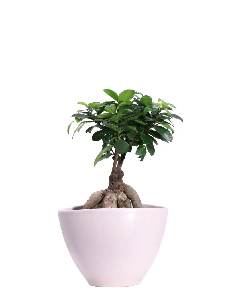 Bonsai Ficus Ginseng 250 gr Ceramica v17 egarden.store online