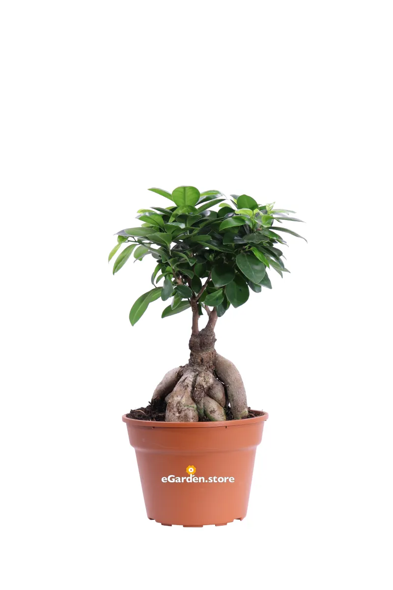 Bonsai Ficus Ginseng 250 gr Plastica v17 egarden.store online