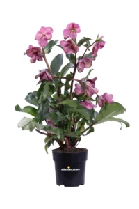 Helleborus Frostkiss Penny's Pink v11 egarden.store 1 Helleborus Frostkiss Penny's Pink v11 egarden.store online