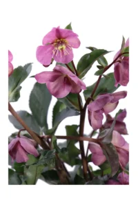 Helleborus Frostkiss Penny's Pink v11 egarden.store 2 Helleborus Frostkiss Penny's Pink v11 egarden.store online