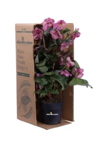 Helleborus Frostkiss Penny's Pink v11 egarden.store 3 Helleborus Frostkiss Penny's Pink v11 egarden.store online