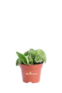 Hoya Carnosa Compacta v6 egarden.store online
