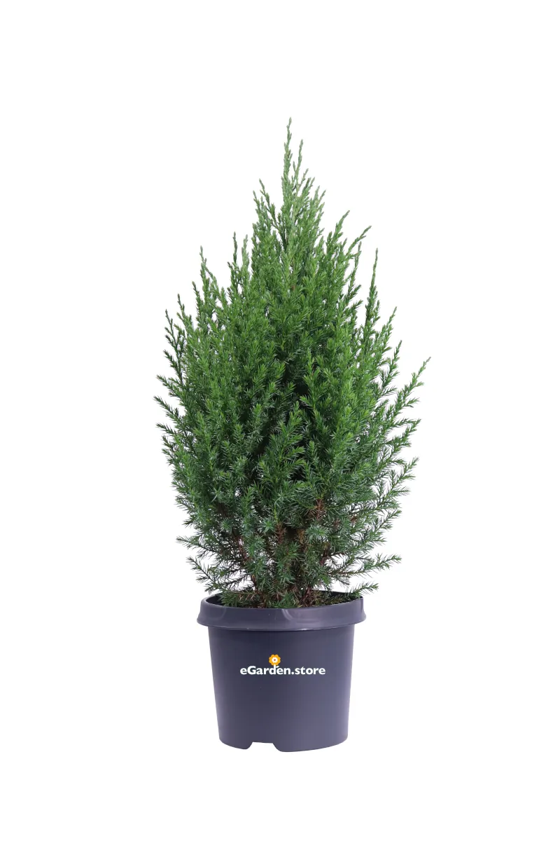 Juniperus Chinensis Stricta