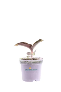 Macodes Petola Creamy Center v7 egarden.store online