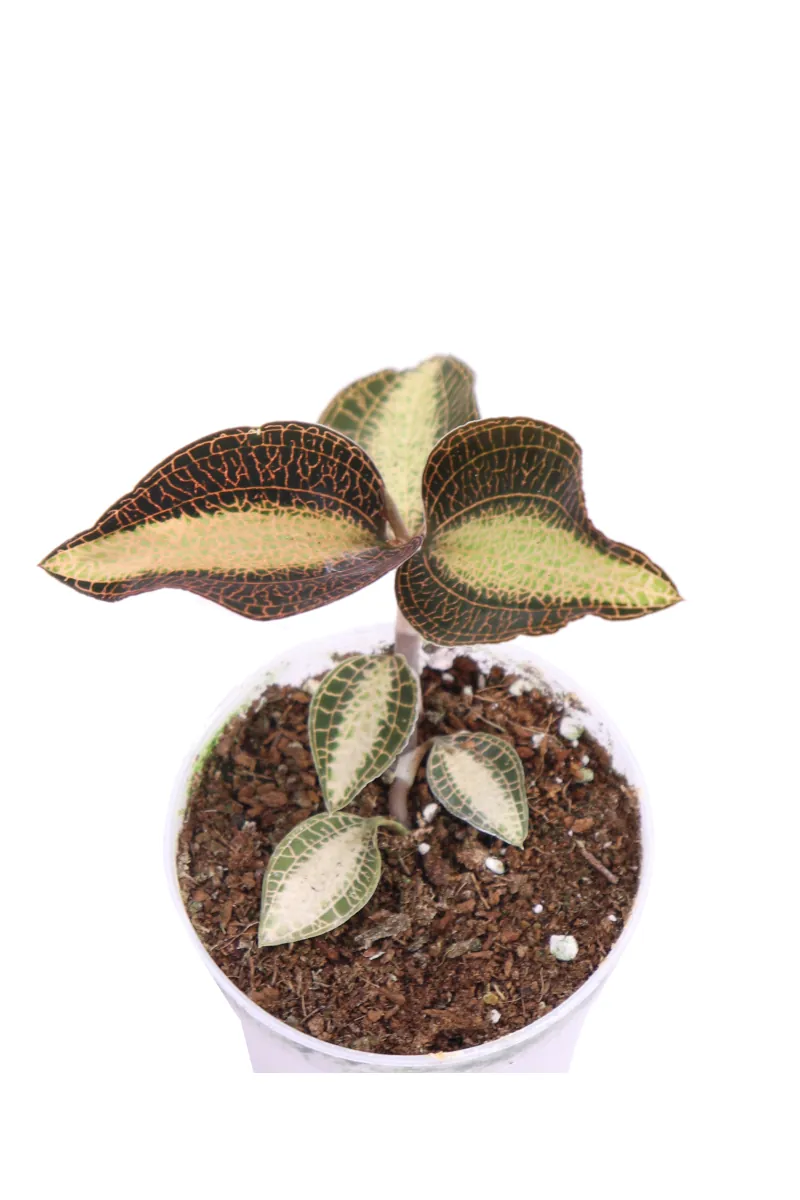 Macodes Petola Roxburhgii Creamy Center