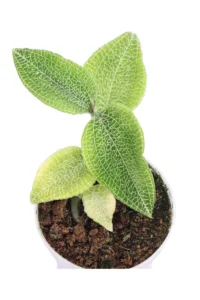 Macodes Petola Goodyera Malipoensis v7 egarden.store online