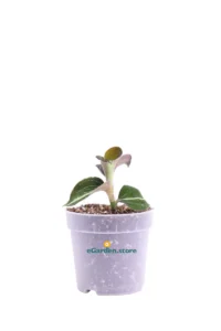 Macodes Petola Moonstone v7 egarden.store online