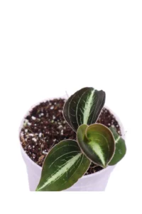 Macodes Petola Moonstone v7 egarden.store online