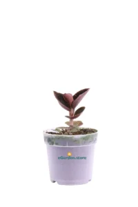 Macodes Petola Roxburhgii Firebird v7 egarden.store online