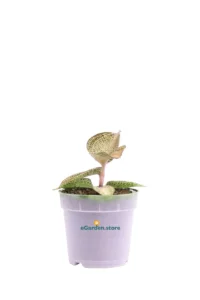 Macodes Petola Topaz v7 egarden.store online