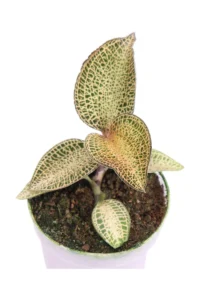 Macodes Petola Topaz v7 egarden.store online