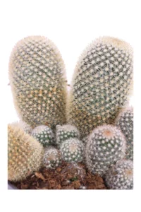 Mamillaria Spinosissima v17 egarden.store online