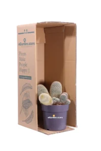 Mamillaria Spinosissima v17 egarden.store online