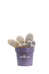 Mamillaria Spinosissima v17 egarden.store online