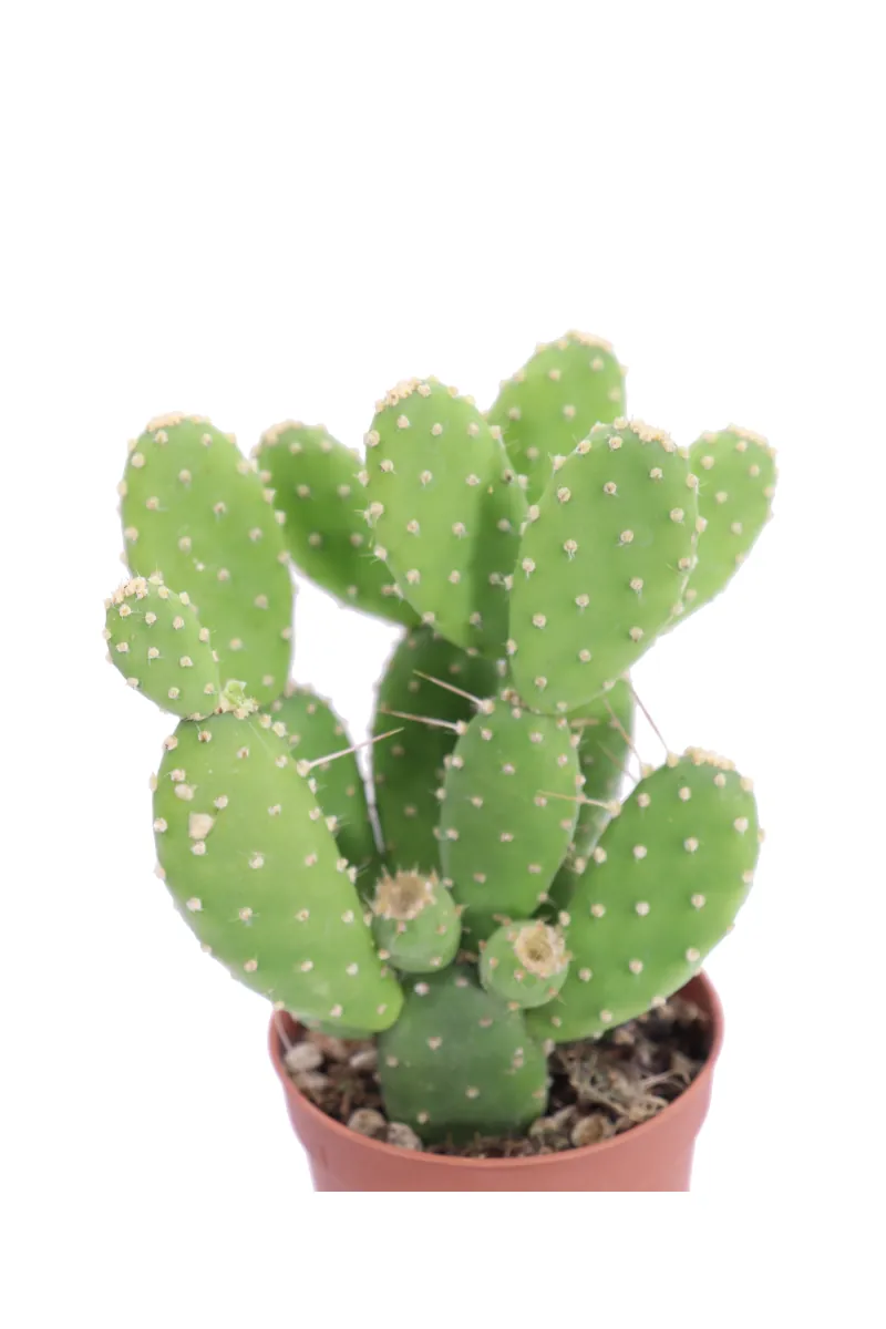 Opuntia Quitensis v6 egarden.store online