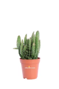 Opuntia Tuna v6 egarden.store online