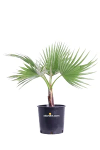 Palma Californiana - Washingtonia Filifera v20 egarden.store online