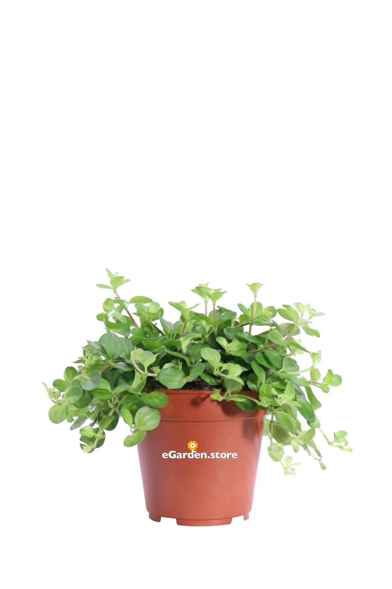Peperomia Rotundifolia v12 egarden.store online