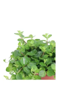Peperomia Rotundifolia v12 egarden.store online