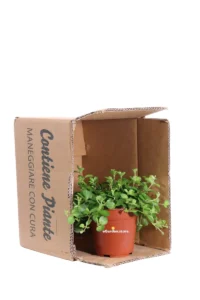 Peperomia Rotundifolia v12 egarden.store online