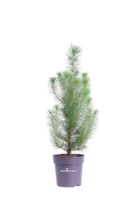 Pino - Pinus Pinea Silver Crest v10 egarden.store online
