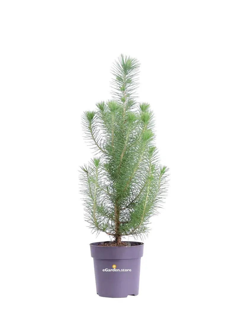 Pino - Pinus Pinea Silver Crest v10 egarden.store online
