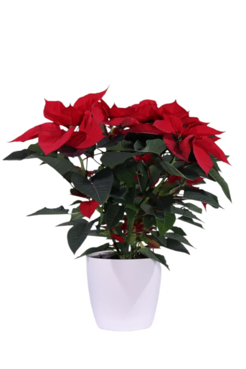 Poinsettia V17 brussels round v18 egarden.store online