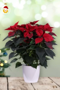 Poinsettia V20 brussels round v22 egarden.store online