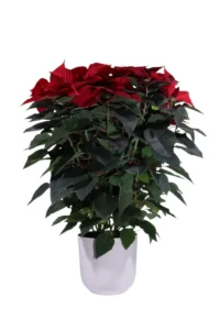 Poinsettia v24 jazz round v26 egarden.store online