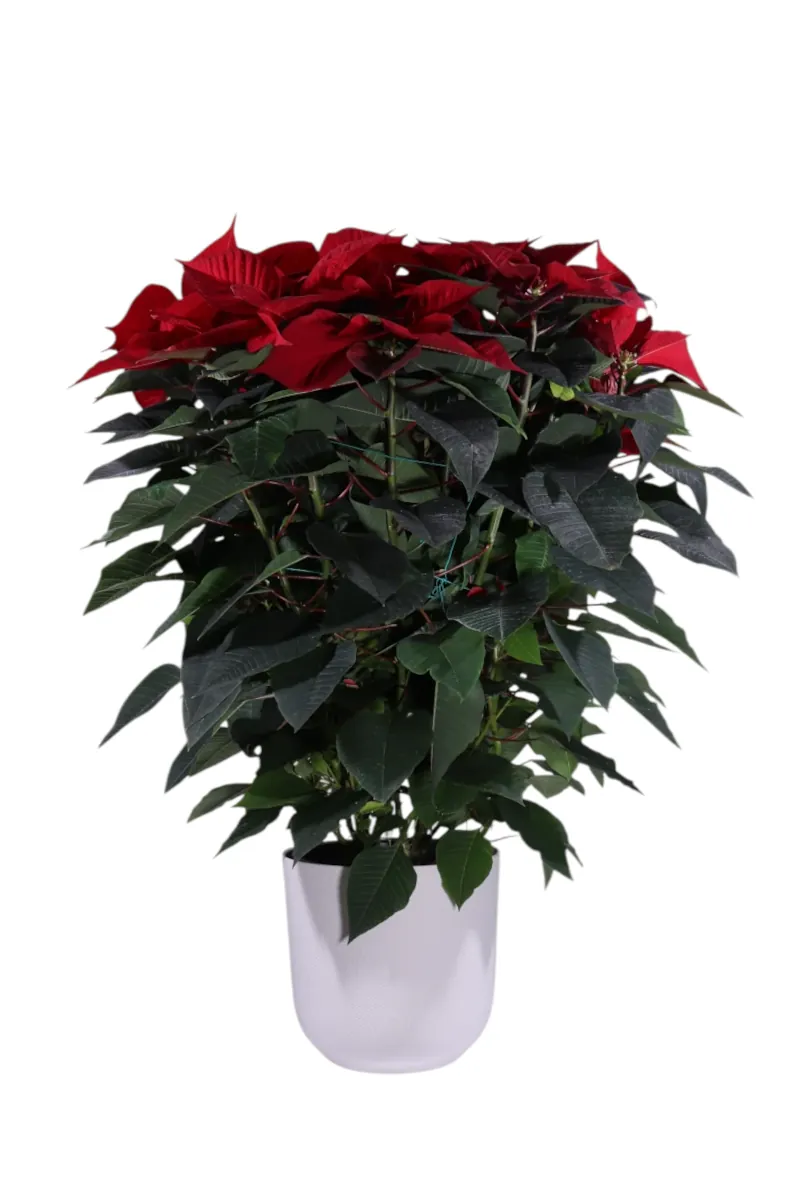 Poinsettia v24 jazz round v26 egarden.store online