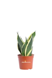 Sansevieria Trifasciata Golden Hahnii