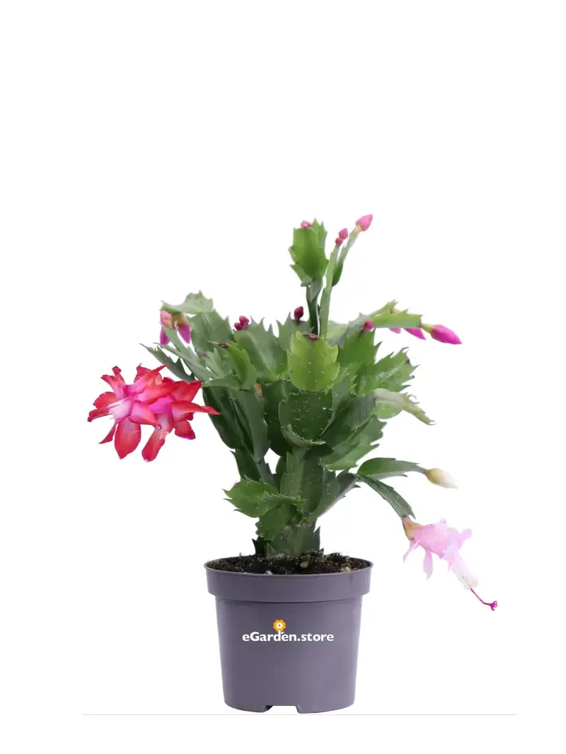 Schlumbergera - Epiphyllum V.10 Cm - Varie Colorazioni