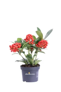 Skimmia Japonica Temptation v12 egarden.store online