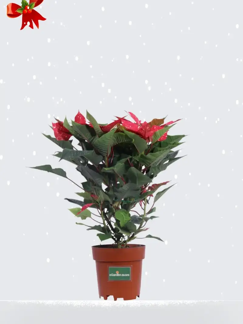 Stella di Natale - Poinsettia Glitter v14 egarden.store online