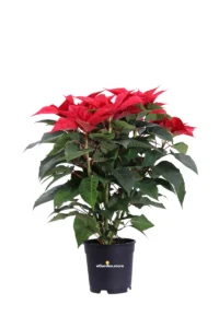 Stella di Natale - Poinsettia Rossa v17 egarden.store online