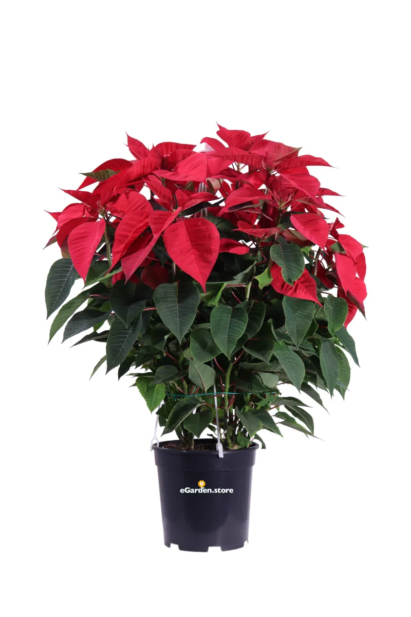 Stella di Natale - Poinsettia Rossa v21 egarden.store online