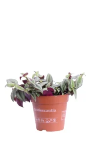 Tradescantia Zebra v12 egarden.store online