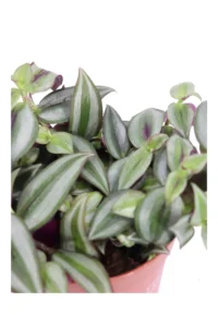 Tradescantia Zebra v12 egarden.store online