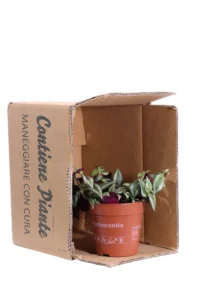 Tradescantia Zebra v12 egarden.store online