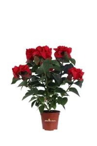 Winter Rose - Stella di Natale v14 egarden.store online