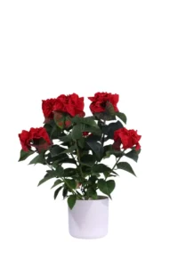 Winter Rose v14 soft round v16 egarden.store online