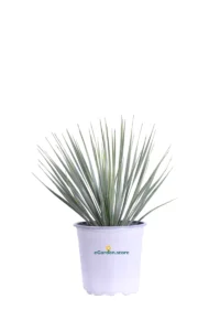 Yucca Rostrata v17 egarden.store online