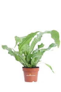 Asplenium Crocodylus v12 egarden.store online