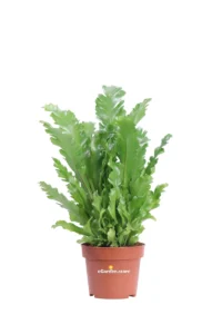 Asplenium Nidus Campio v12 egarden.store online