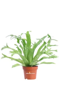 Asplenium Nidus Crissie v12 egarden.store 1 Asplenium Nidus Crissie v12 egarden.store online