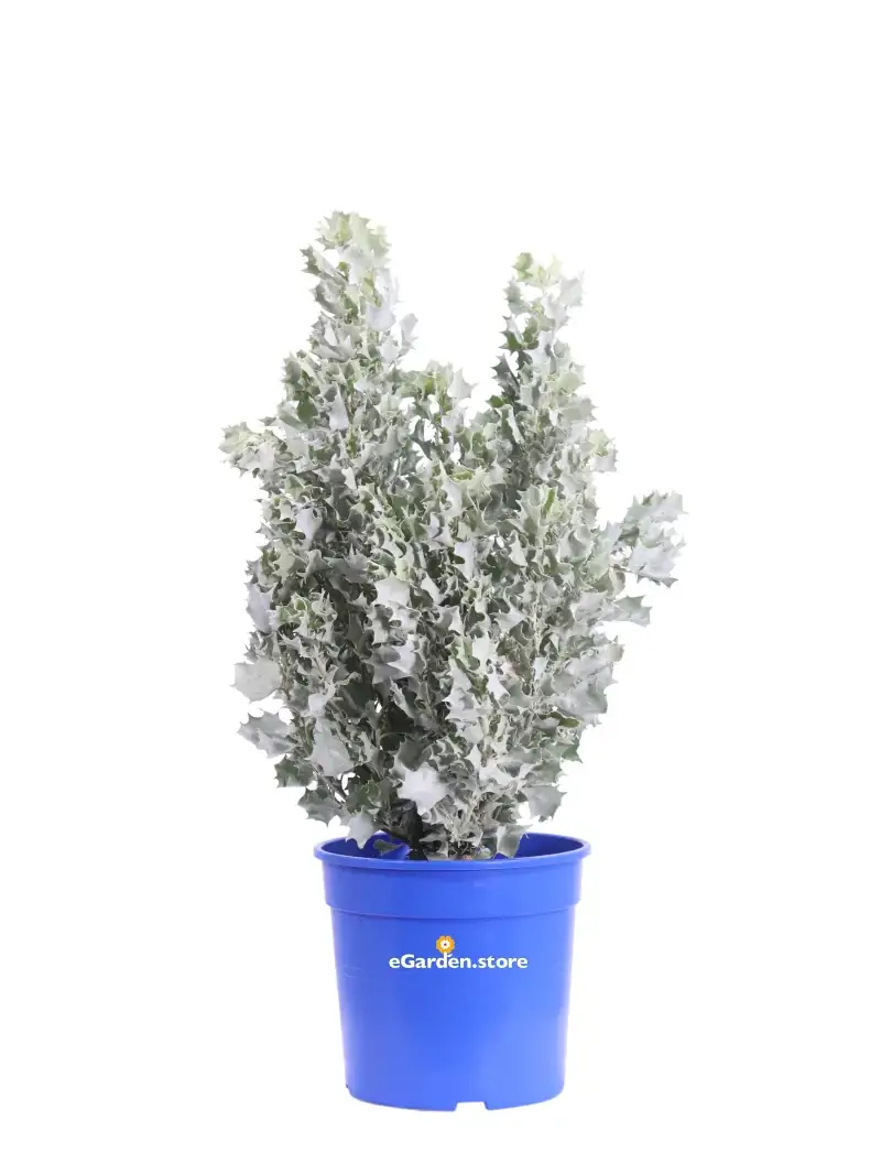 Atriplex Nummularifolia Silver Holly v17 egarden.store online